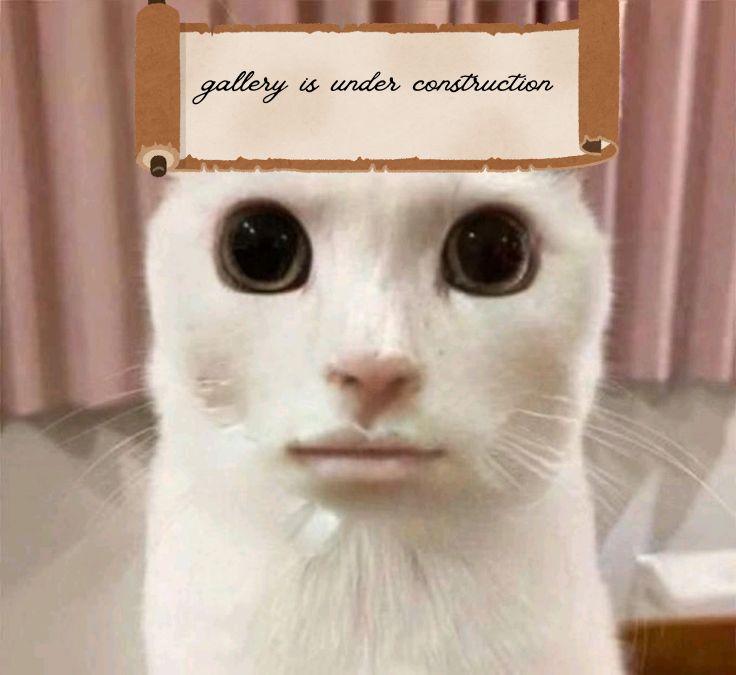 Random cat I found on the interwebs.